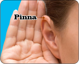 pinna-outer-ear